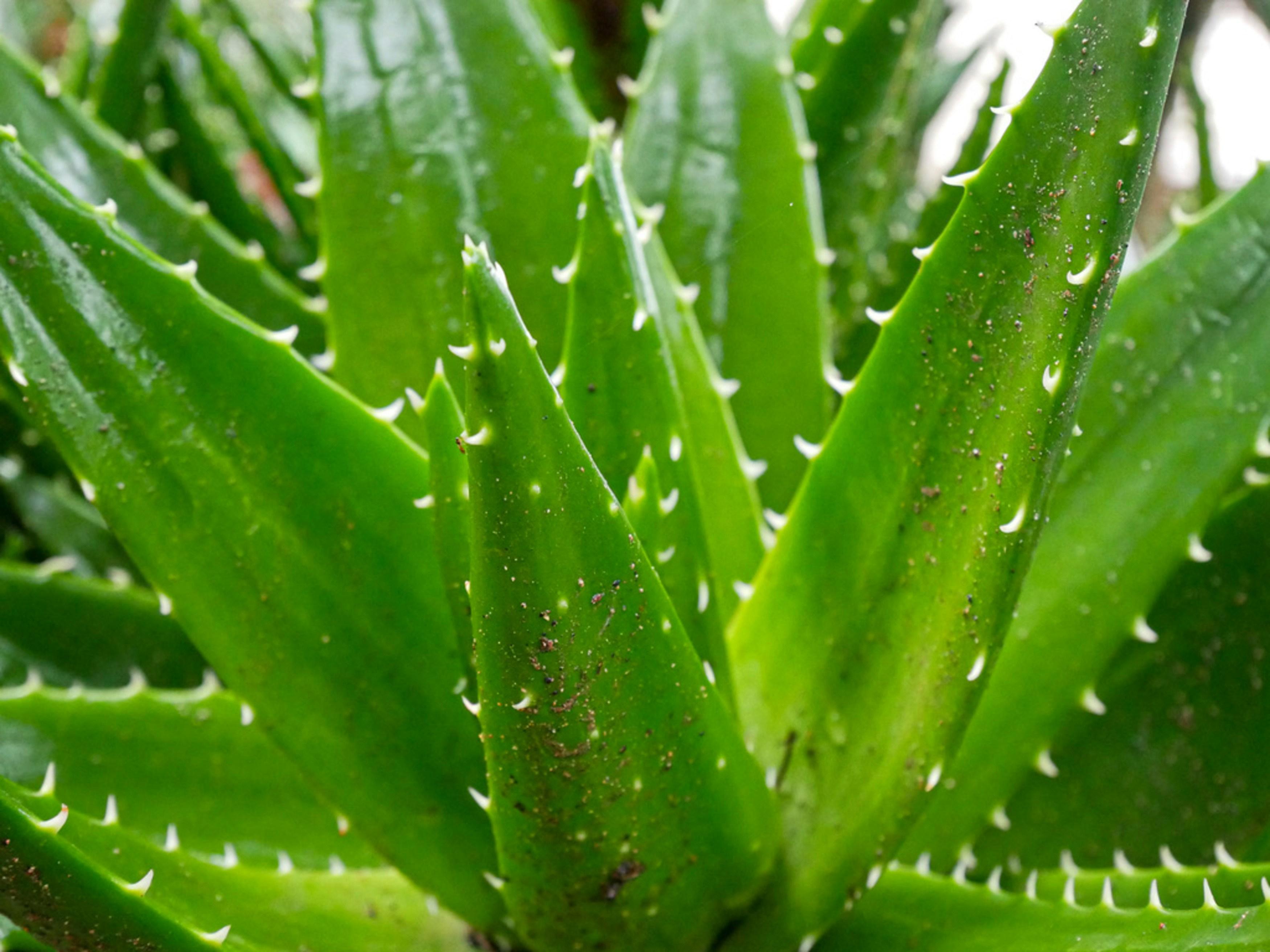 Le meraviglie dellaloe vera una pianta antica con benefici moderni